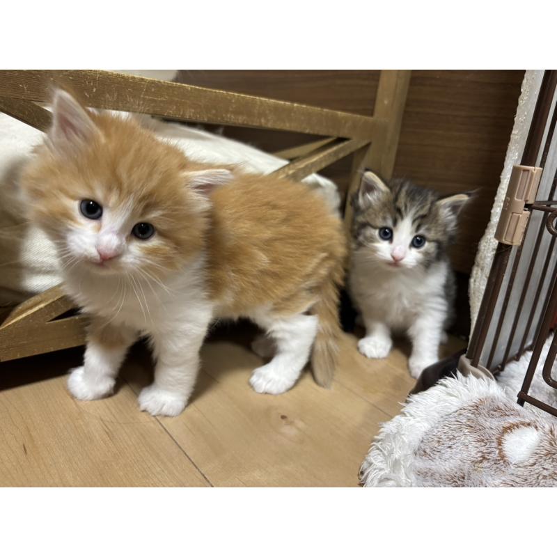 販売中の兵庫県のノルウェージャンフォレストキャット-131933の6枚目