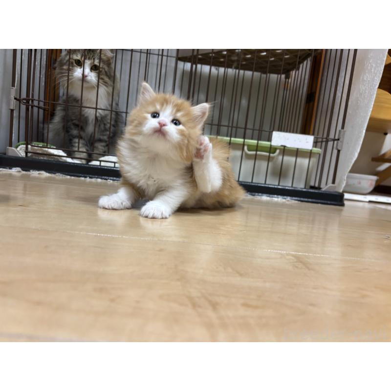 販売中の兵庫県のノルウェージャンフォレストキャット-131933の5枚目