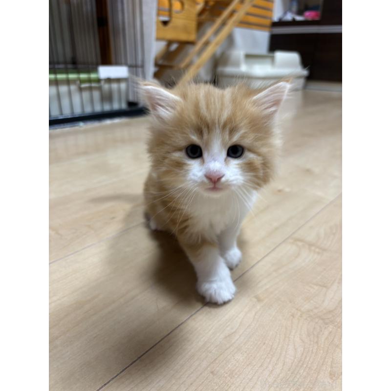 販売中の兵庫県のノルウェージャンフォレストキャット-131933の4枚目