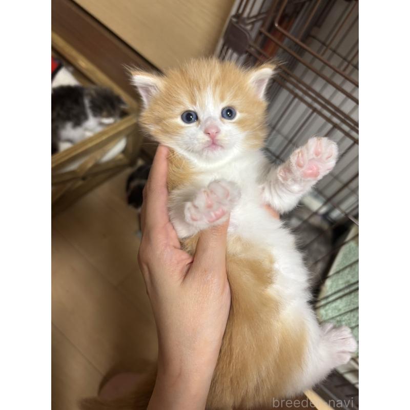 販売中の兵庫県のノルウェージャンフォレストキャット-131933の3枚目