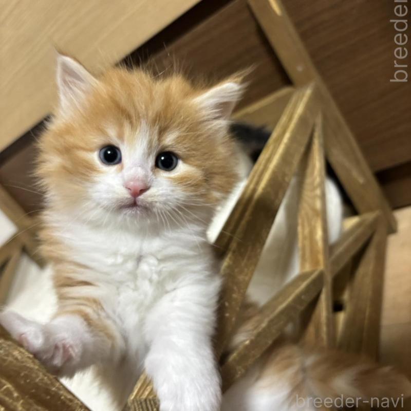 販売中の兵庫県のノルウェージャンフォレストキャット-131933