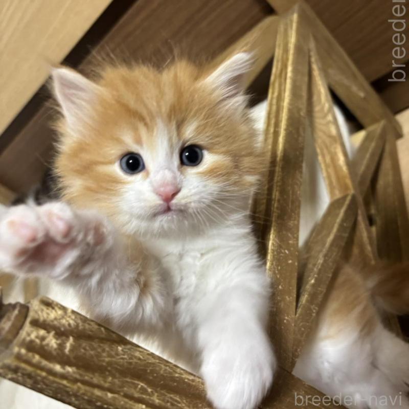 販売中の兵庫県のノルウェージャンフォレストキャット-131933の2枚目