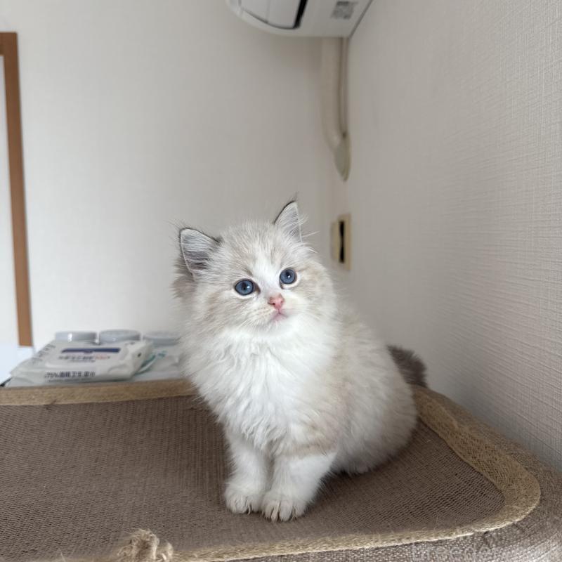 販売中の福岡県のラグドール-130332の3枚目