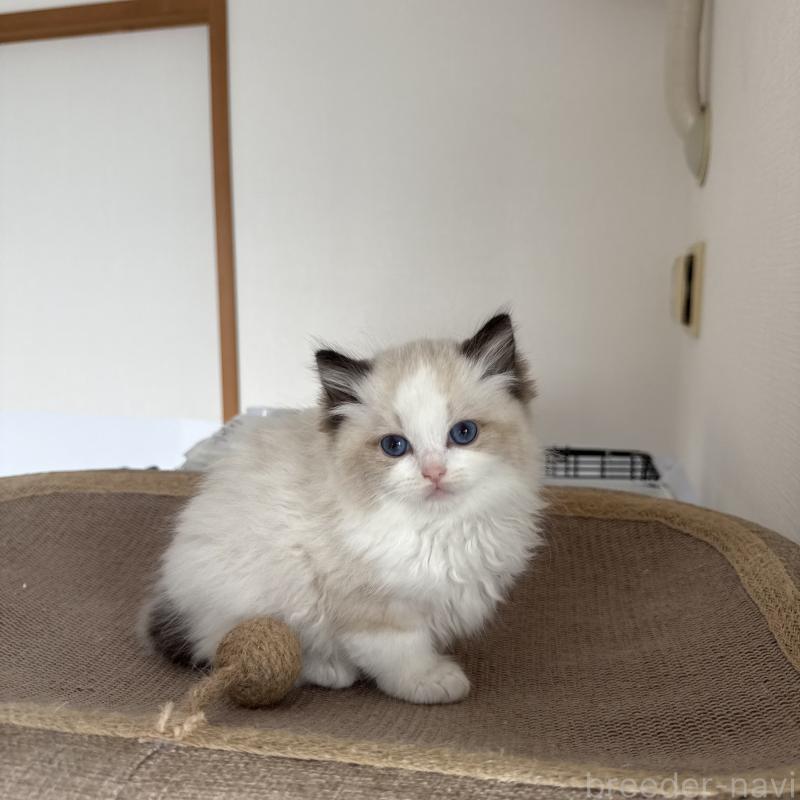 販売中の福岡県のラグドール-131934の1枚目