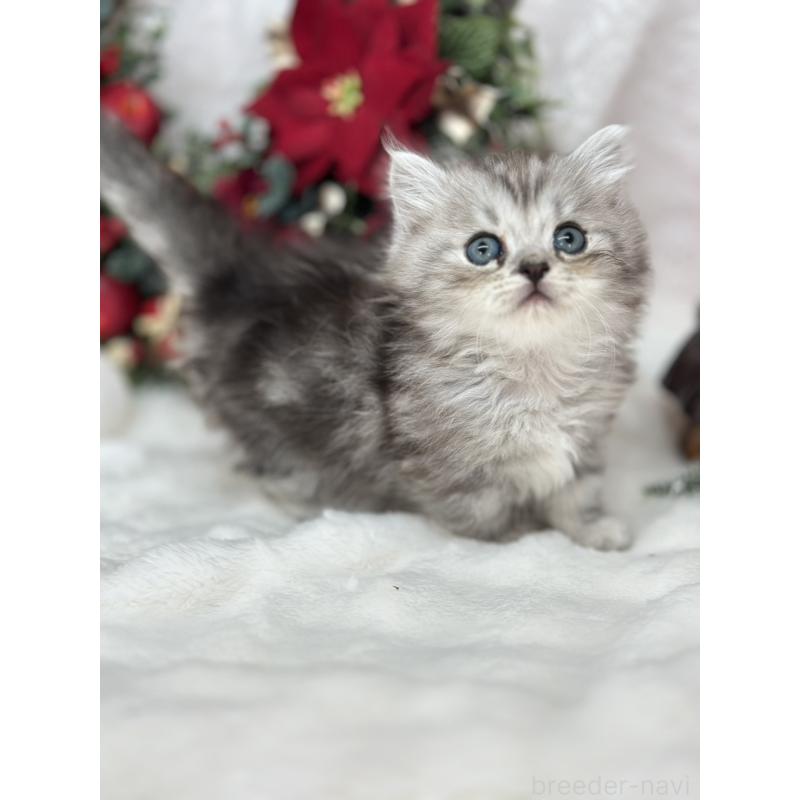 販売中の長野県のミヌエット(短足)-131935の5枚目