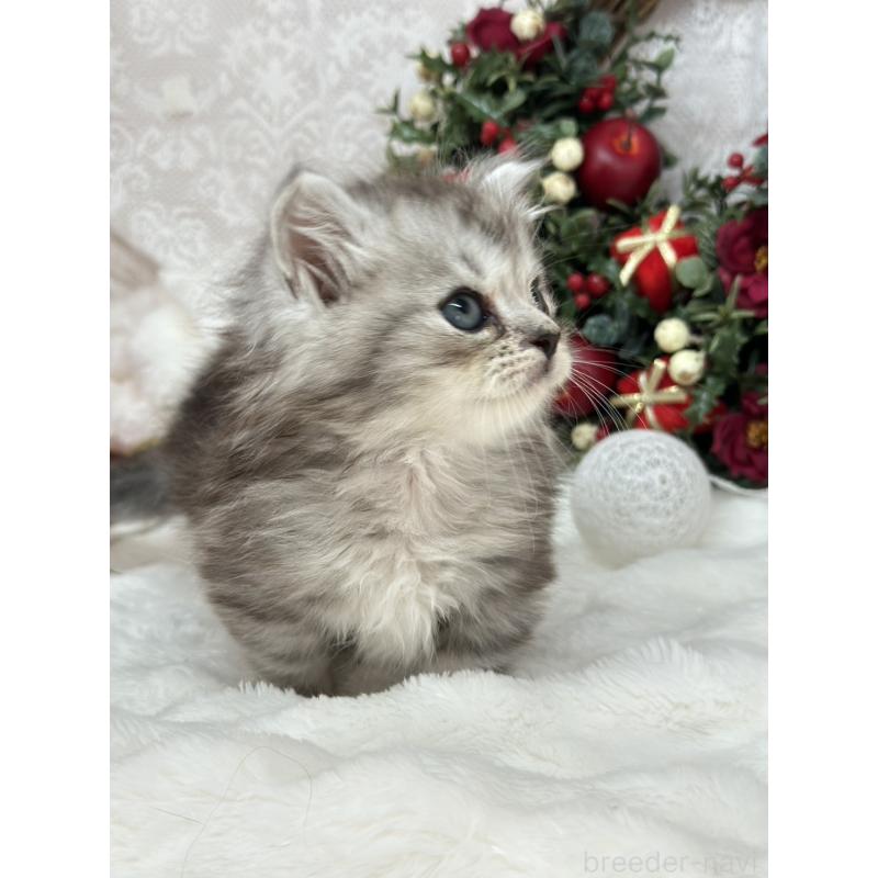 販売中の長野県のミヌエット(短足)-131935の4枚目