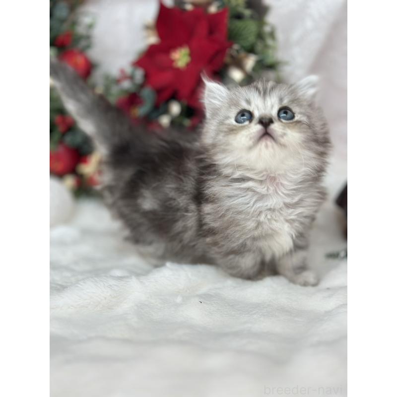 販売中の長野県のミヌエット(短足)-131935の3枚目