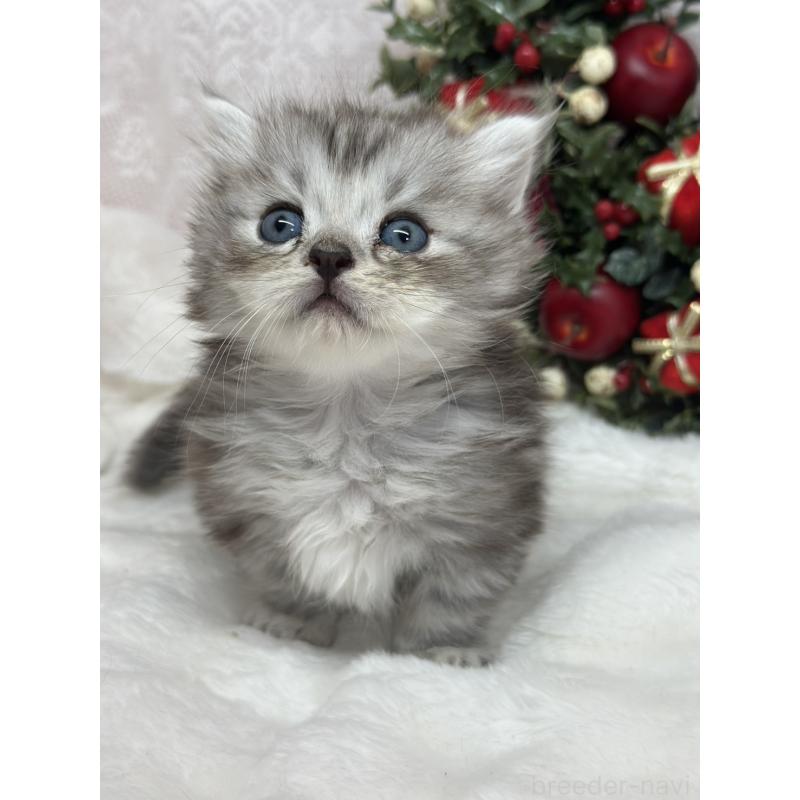 販売中の長野県のミヌエット(短足)-131935の2枚目