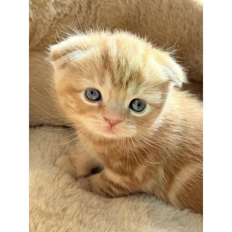 成約済の奈良県のスコティッシュフォールド(折れ耳)-131936の5枚目