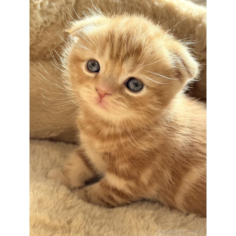 成約済の奈良県のスコティッシュフォールド(折れ耳)-131936の4枚目