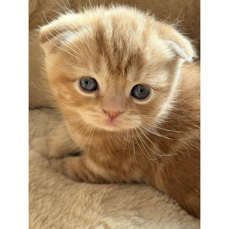 成約済の奈良県のスコティッシュフォールド(折れ耳)-131936の3枚目