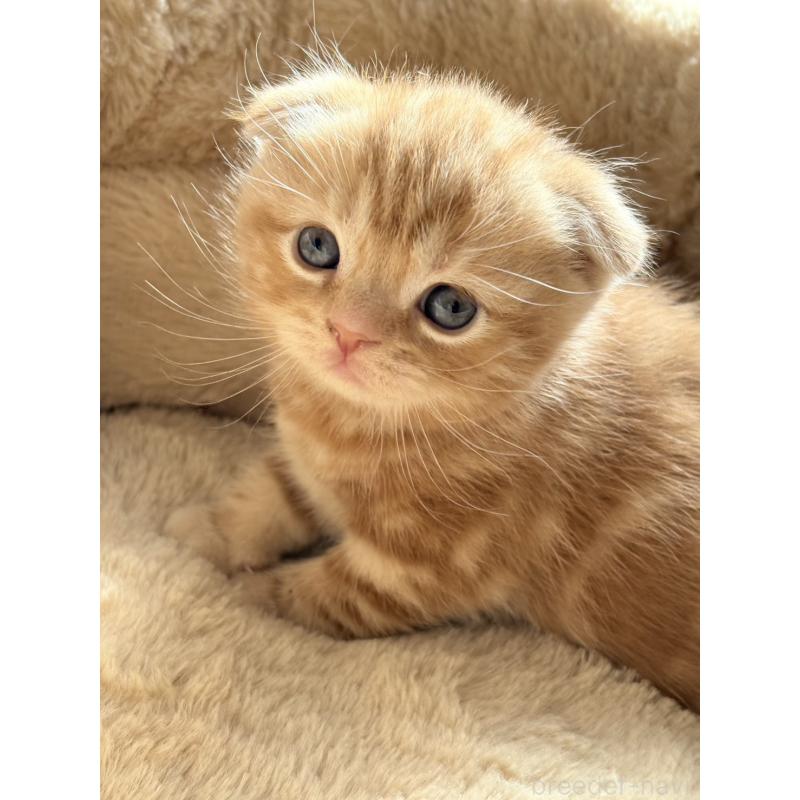 成約済の奈良県のスコティッシュフォールド(折れ耳)-131936の2枚目