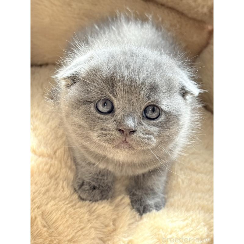 販売中の奈良県のスコティッシュフォールド(折れ耳)-131937の5枚目