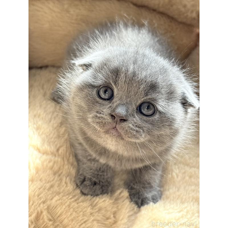 販売中の奈良県のスコティッシュフォールド(折れ耳)-131937の4枚目
