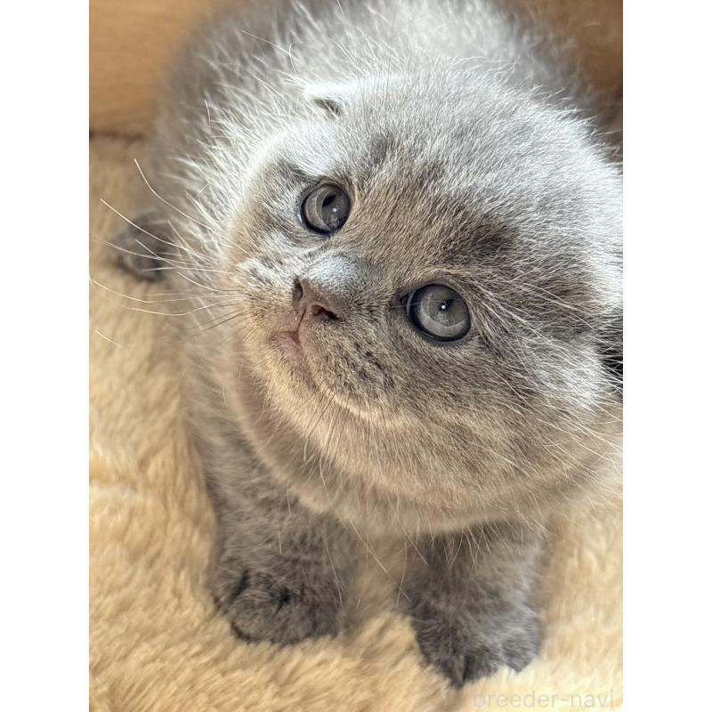 販売中の奈良県のスコティッシュフォールド(折れ耳)-131937の3枚目
