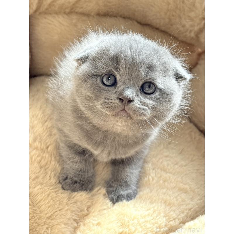 販売中の奈良県のスコティッシュフォールド(折れ耳)-131937の2枚目