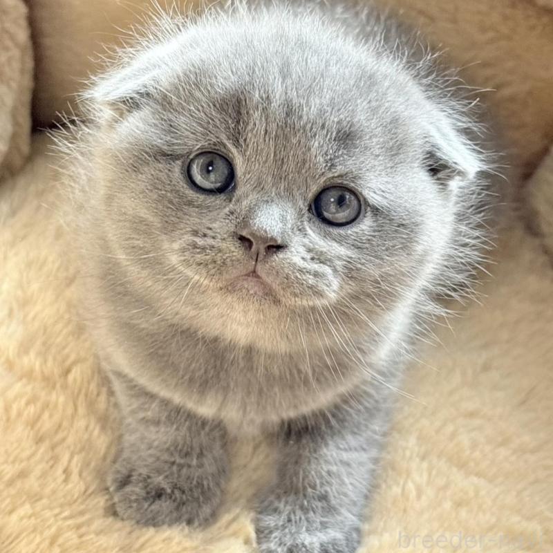 販売中の奈良県のスコティッシュフォールド(折れ耳)-131937の1枚目