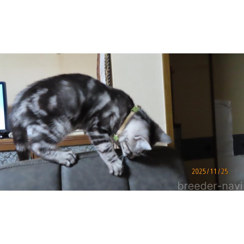 販売中の長野県のアメリカンショートヘア-130173の5枚目