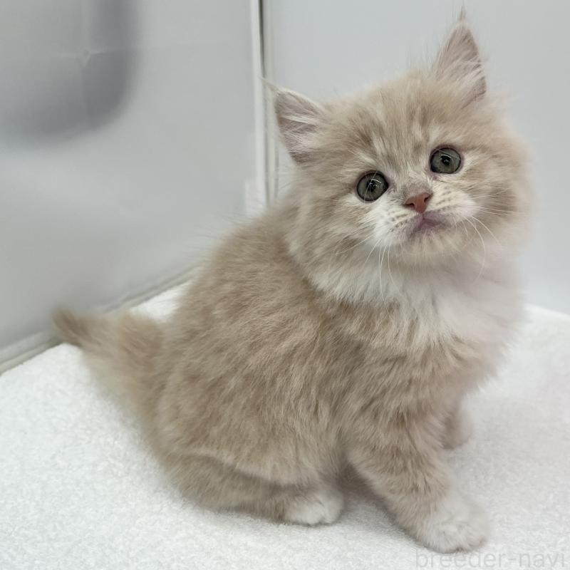 販売中の愛知県のラガマフィン-131938の5枚目