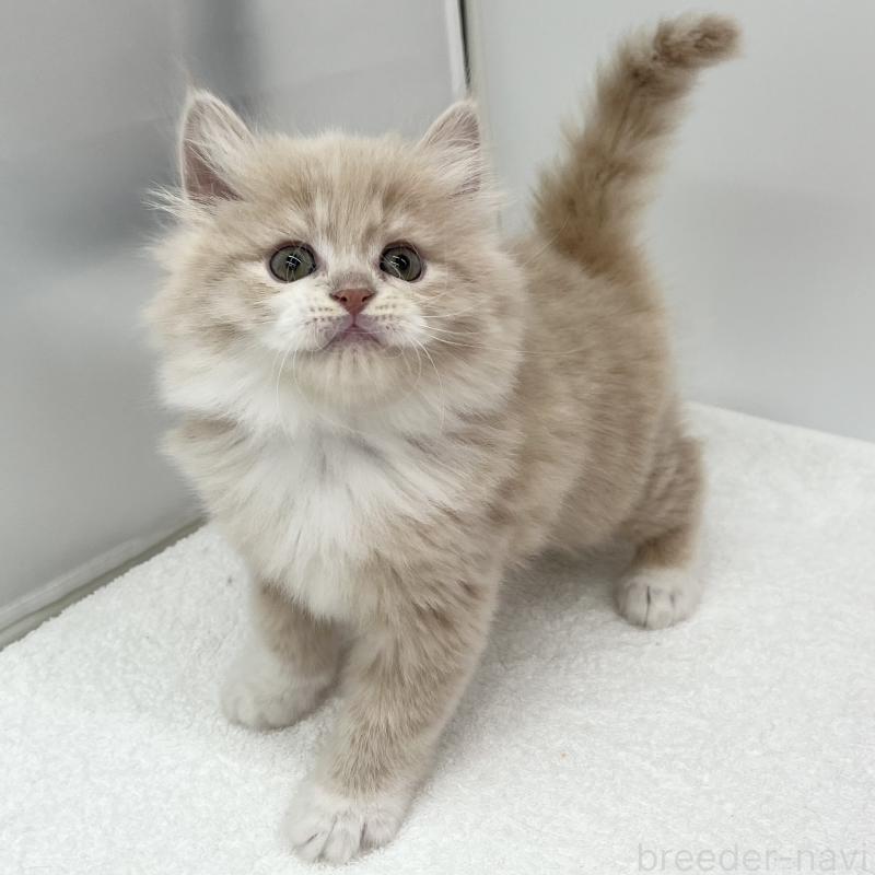 販売中の愛知県のラガマフィン-131938の4枚目