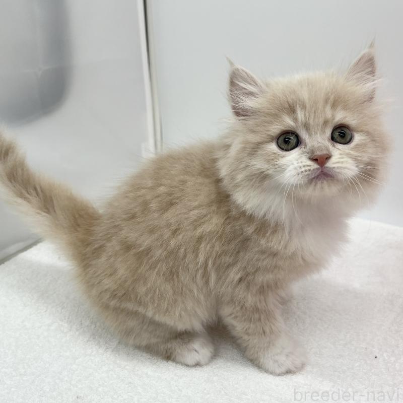 販売中の愛知県のラガマフィン-131938の3枚目