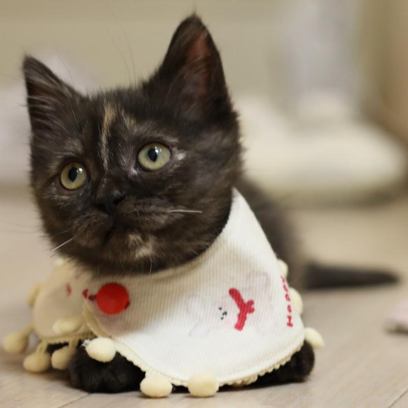 成約済の大阪府のスコティッシュストレート-131123の10枚目