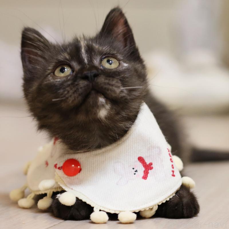 成約済の大阪府のスコティッシュストレート-131123の9枚目