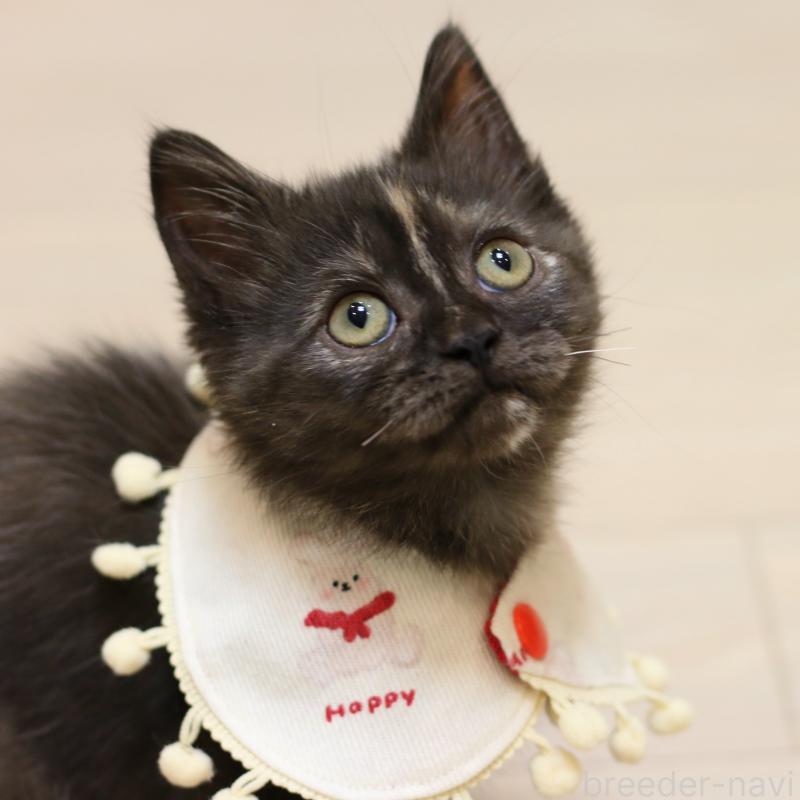 成約済の大阪府のスコティッシュストレート-131123の8枚目