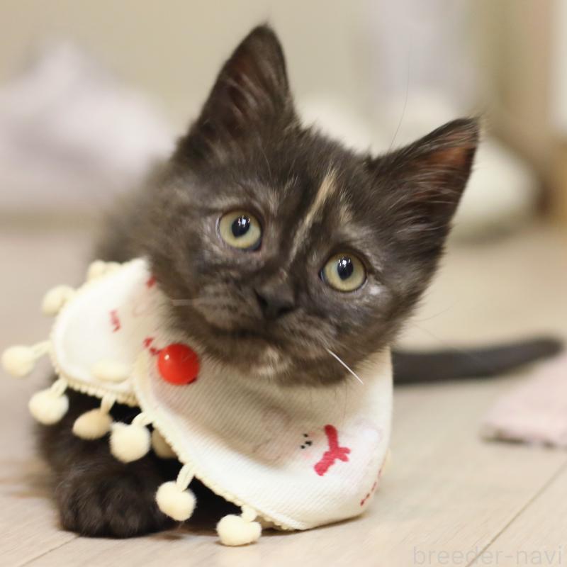 成約済の大阪府のスコティッシュストレート-131123の7枚目