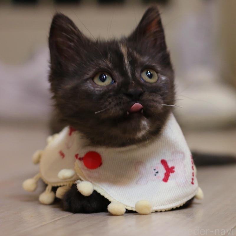 販売中の大阪府のスコティッシュストレート-131123