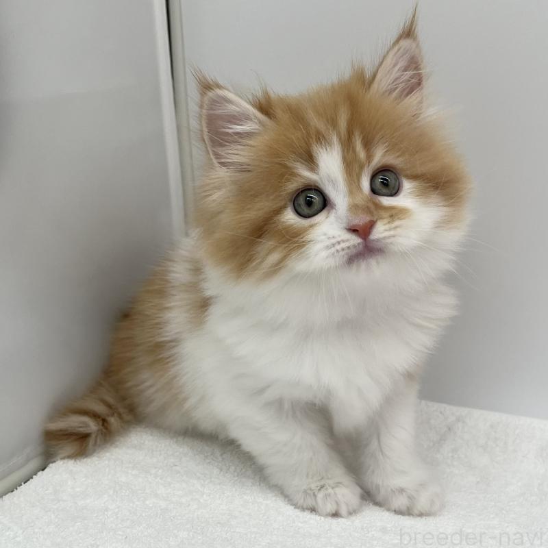 販売中の愛知県のラガマフィン-131939の5枚目