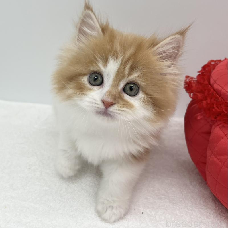 販売中の愛知県のラガマフィン-131939