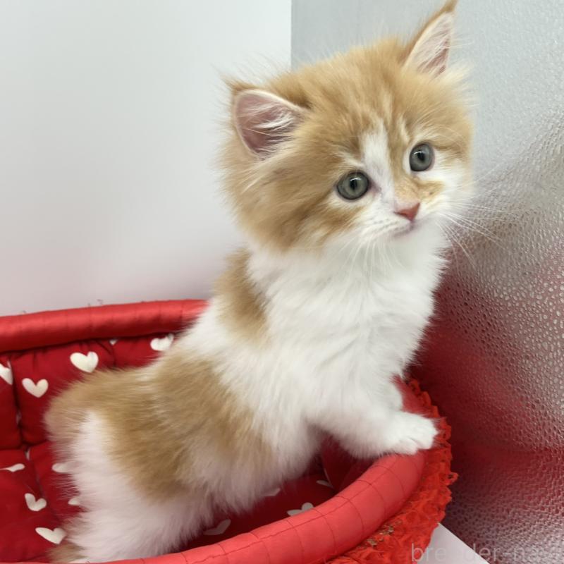 販売中の愛知県のラガマフィン-131939の4枚目