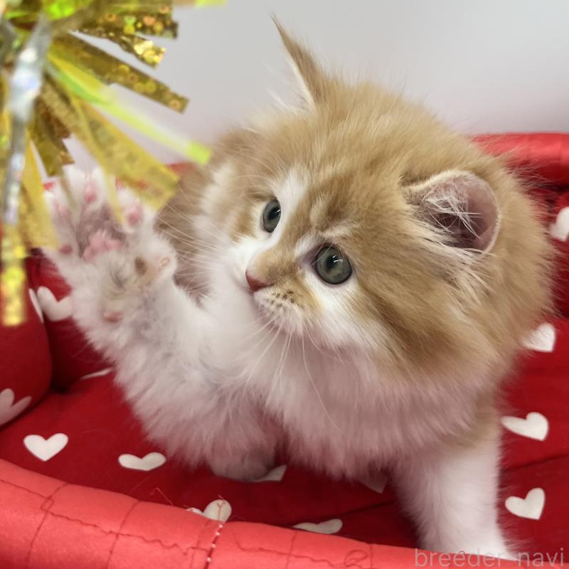 販売中の愛知県のラガマフィン-131939の3枚目