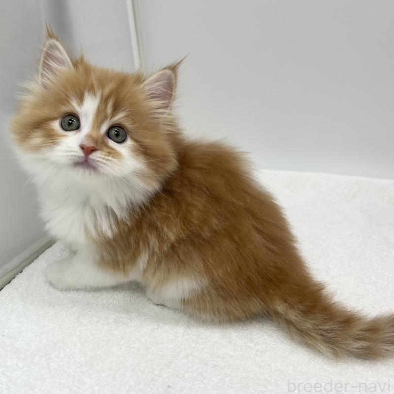 販売中の愛知県のラガマフィン-131939の2枚目