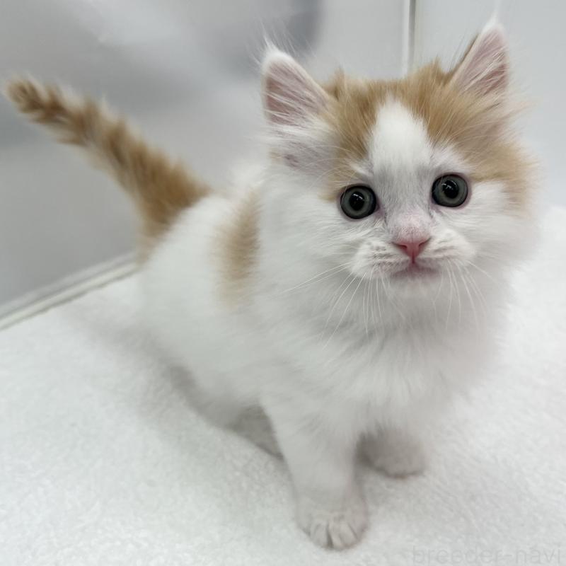 販売中の愛知県のラガマフィン-131940