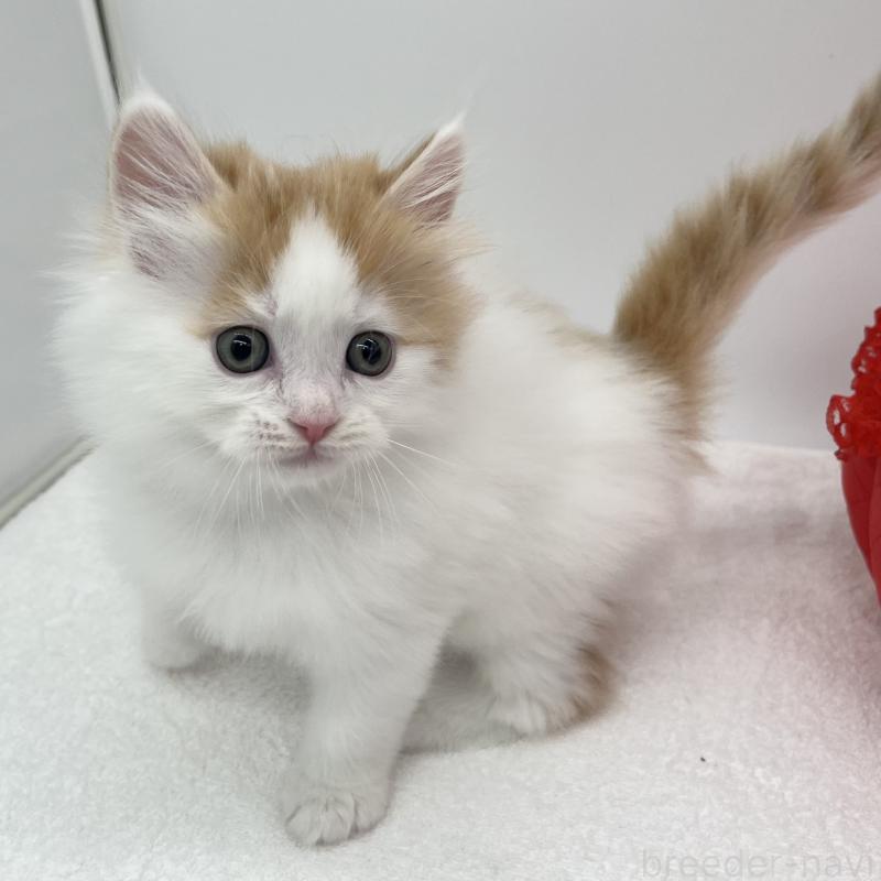 販売中の愛知県のラガマフィン-131940の5枚目