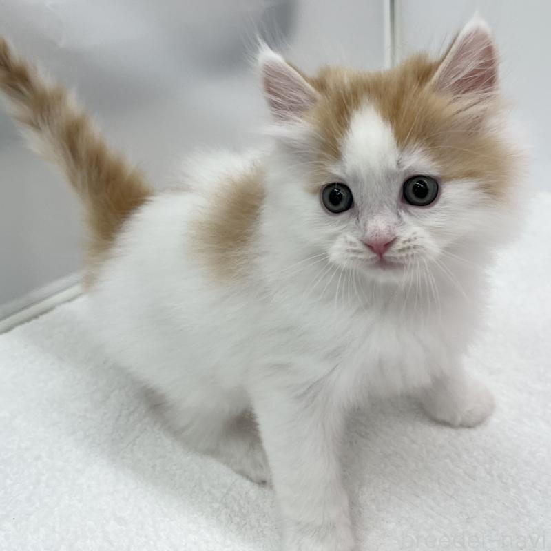 販売中の愛知県のラガマフィン-131940の4枚目