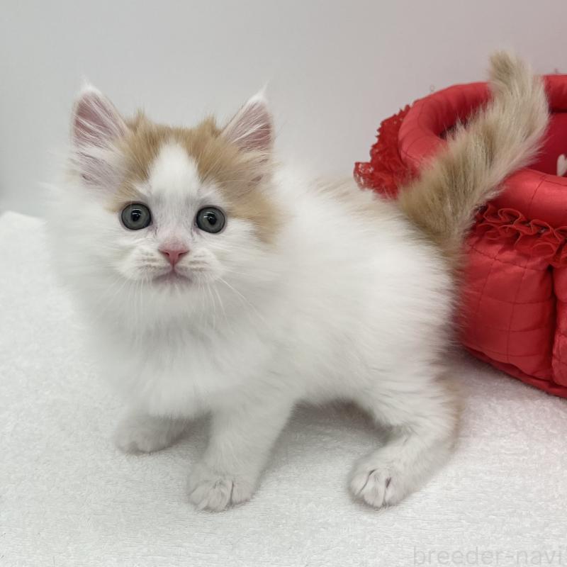 販売中の愛知県のラガマフィン-131940の3枚目