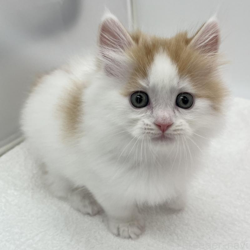 販売中の愛知県のラガマフィン-131940の2枚目