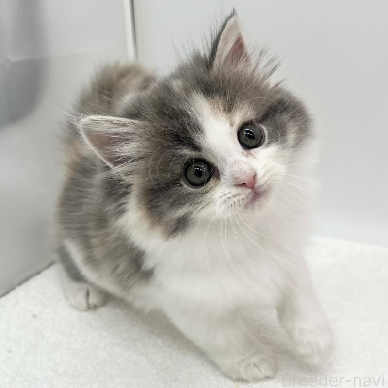 販売中の愛知県のラガマフィン-131941