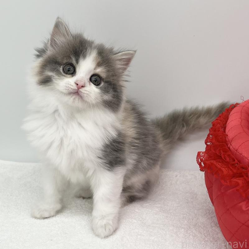 販売中の愛知県のラガマフィン-131941の5枚目