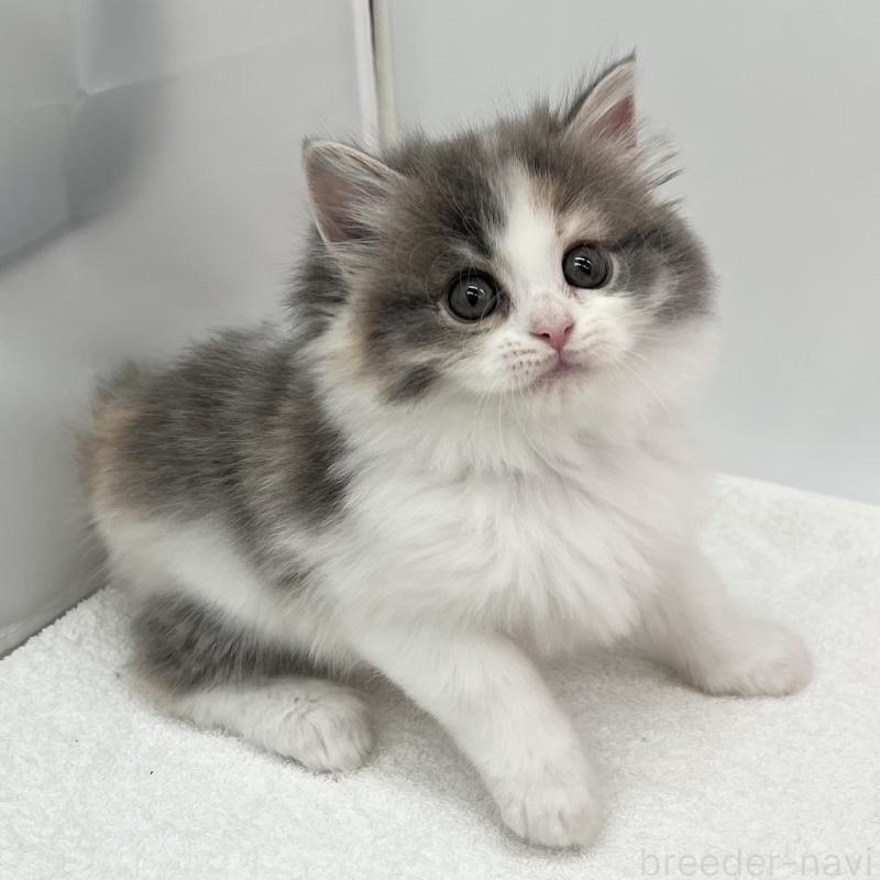 販売中の愛知県のラガマフィン-131941の4枚目