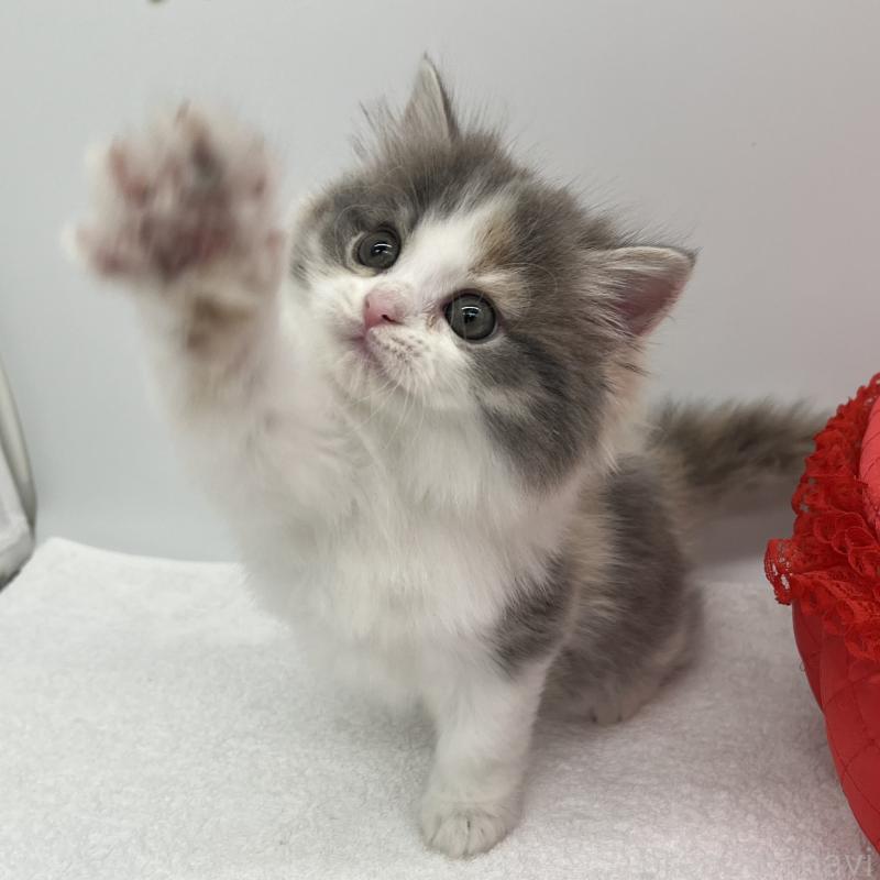 販売中の愛知県のラガマフィン-131941の3枚目