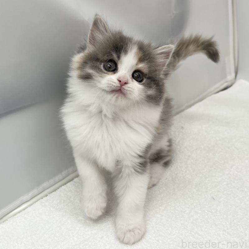 販売中の愛知県のラガマフィン-131941の2枚目