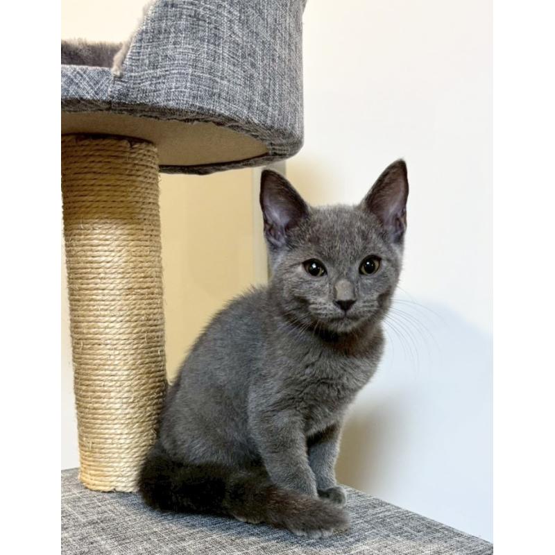 販売中の静岡県のシャルトリュー-131942の5枚目