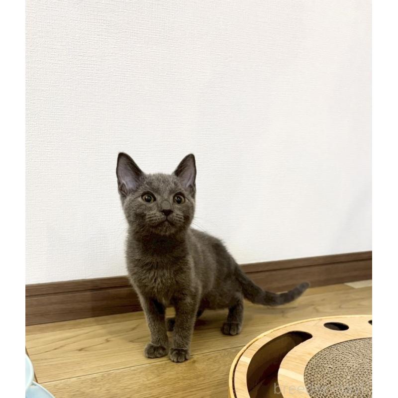 販売中の静岡県のシャルトリュー-131942の4枚目