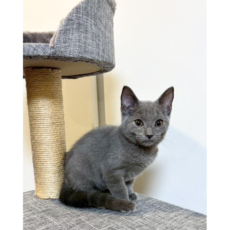 販売中の静岡県のシャルトリュー-131942の3枚目