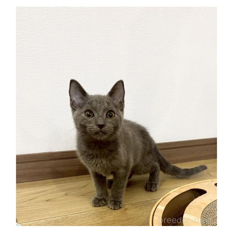 販売中の静岡県のシャルトリュー-131942の2枚目