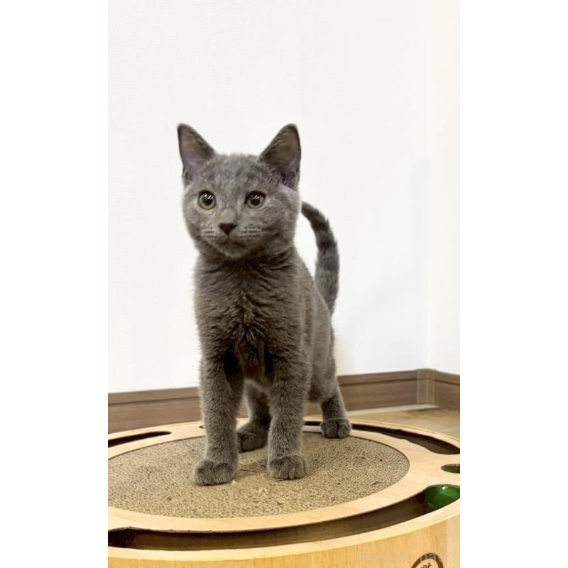 販売中の静岡県のシャルトリュー-131943の5枚目